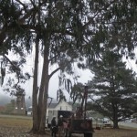 Rotary Park tree trimming, 11/20/15.